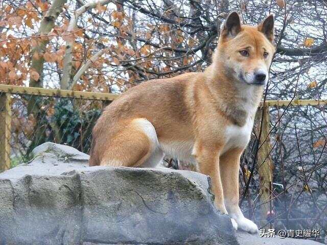 物丰年强好气氛，猎犬自是山上丧打一正确生肖全面释义、统计解答解释落实