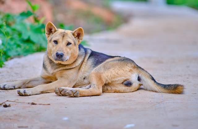 物丰年强好气氛，猎犬自是山上丧打一正确生肖全面释义、统计解答解释落实