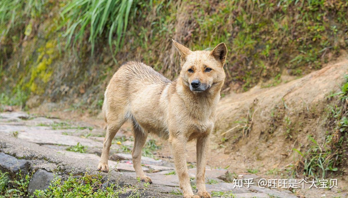 物丰年强好气氛，猎犬自是山上丧打一正确生肖全面释义、统计解答解释落实